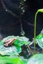 Phantasmal poison frog, prostherapis tricolor Royalty Free Stock Photo