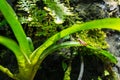 Phantasmal poison frog, prostherapis tricolor amphibia Royalty Free Stock Photo