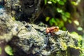 Phantasmal poison frog, prostherapis tricolor amphibia Royalty Free Stock Photo
