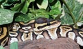Phantom Royal Python hatchling in foliage Royalty Free Stock Photo