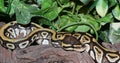 Phantom Royal Python hatchling in foliage Royalty Free Stock Photo