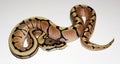 Phantom Spider Royal Python hatchling