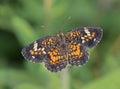 Phaon crescent butterfly (Phyciodes phaon), Galveston, Texas, USA Royalty Free Stock Photo