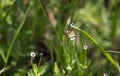 Phaon crescent butterfly Royalty Free Stock Photo