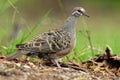 Phaps chalcoptera - Common Bronzewing on the grass