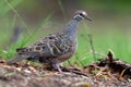 Phaps chalcoptera - Common Bronzewing on the grass in Australia