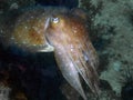 A Pharaoh Cuttlefish Sepia pharaonis