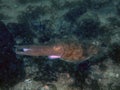 A Pharaoh Cuttlefish Sepia pharaonis