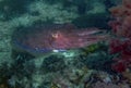 A Pharaoh Cuttlefish Sepia pharaonis