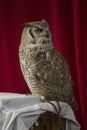 The Pharaoh eagle-owl Bubo ascalaphus. Royalty Free Stock Photo