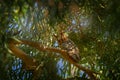 Pharaoh eagle-owl, Bubo ascalaphus, sitting on the green tree branch in oasis, Shaumari reserve, Jordan. Bird in the nature