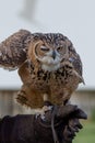 A Pharaoh eagle-owl Bubo ascalaphus on a trainer`s glove up close in United Arab Emirates Royalty Free Stock Photo
