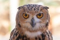 Pharaoh Eagle Owl close up Royalty Free Stock Photo