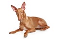 Pharaoh hound