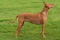 Pharaoh Hound