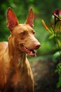 Pharaoh hound Royalty Free Stock Photo