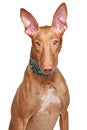 Pharaoh hound in collar on a white background Royalty Free Stock Photo