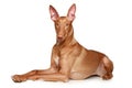 Pharaoh hound dog Royalty Free Stock Photo