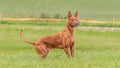 Pharaoh Hound dog in the field on running competition