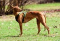 Pharaoh Hound dog walking on leash and harness at sunny day Royalty Free Stock Photo