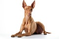 Pharaoh Hound Dog On White Background. Generative AI Royalty Free Stock Photo