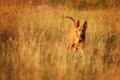 Pharaoh hound in field Royalty Free Stock Photo