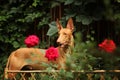 Pharaoh hound among the flowers Royalty Free Stock Photo