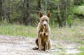 Pharaoh Hound Husky mix dog with one blue eye sitting