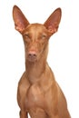 Pharaoh hound on isolated white background Royalty Free Stock Photo