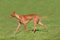 Pharaoh hound pacing