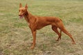 Pharaoh hound / Pharaoh dog Royalty Free Stock Photo