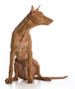 Pharaoh hound Royalty Free Stock Photo