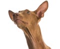Pharaoh hound Royalty Free Stock Photo
