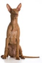 Pharaoh hound Royalty Free Stock Photo