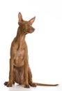 Pharaoh hound Royalty Free Stock Photo