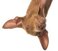 Pharaoh hound Royalty Free Stock Photo