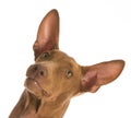 Pharaoh hound Royalty Free Stock Photo