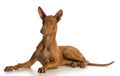 Pharaoh hound puppy Royalty Free Stock Photo