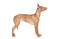 Pharaoh hound puppy in rack