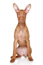 Pharaoh hound puppy on a white background Royalty Free Stock Photo