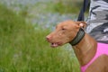 Pharaoh Hound ready to run. Royalty Free Stock Photo