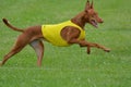 Pharaoh Hound ready to run. Royalty Free Stock Photo