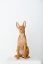 Pharaoh hound red dog puppy. Close-up portrait on a white background Royalty Free Stock Photo