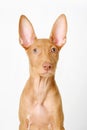 Pharaoh hound red dog puppy. Close-up portrait on a white background Royalty Free Stock Photo