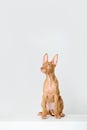 Pharaoh hound red dog puppy. Close-up portrait on a white background Royalty Free Stock Photo