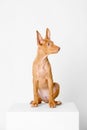 Pharaoh hound red dog puppy. Close-up portrait on a white background