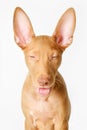 Pharaoh hound red dog puppy. Close-up portrait on a white background Royalty Free Stock Photo