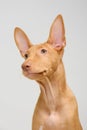 Pharaoh hound red dog puppy. Close-up portrait on a white background Royalty Free Stock Photo