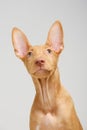 Pharaoh hound red dog puppy. Close-up portrait on a white background Royalty Free Stock Photo