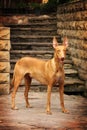 Pharaoh hound Royalty Free Stock Photo